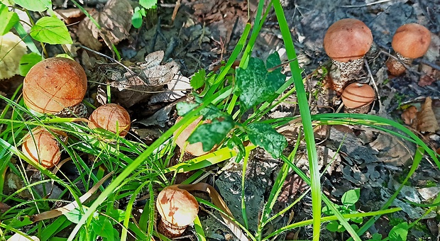 kozák dubový Leccinum aurantiacum (Bull.) Gray