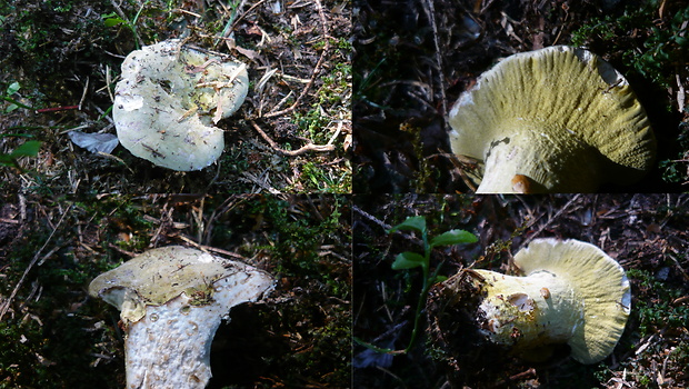 hubožer Mycogone sp.