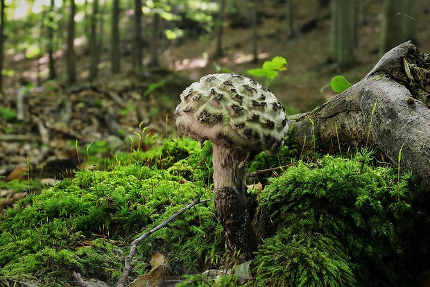 šiškovec šupinatý Strobilomyces strobilaceus (Scop.) Berk.