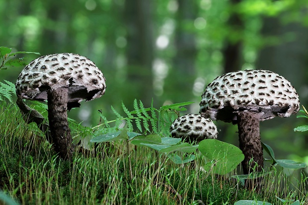 šiškovec šupinatý Strobilomyces strobilaceus (Scop.) Berk.