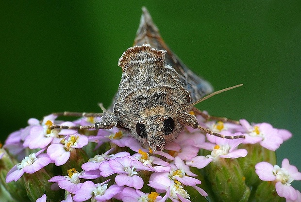 mora gama (sk) / kovolesklec gama (cz) Autographa gamma (Linnaeus, 1758)