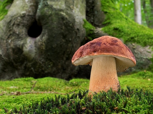 hríb sosnový Boletus pinophilus Pil. et Dermek in Pil.