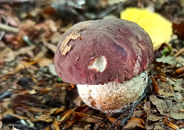 hríb sosnový Boletus pinophilus Pil. et Dermek in Pil.