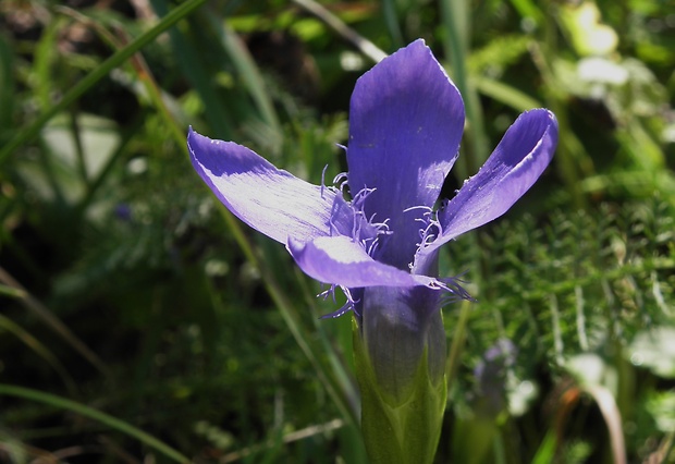 pahorec brvitý Gentianopsis ciliata (L.) Ma