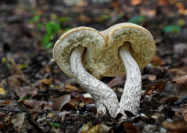 kozák hrabový Leccinum pseudoscabrum (Kallenb.) Šutara