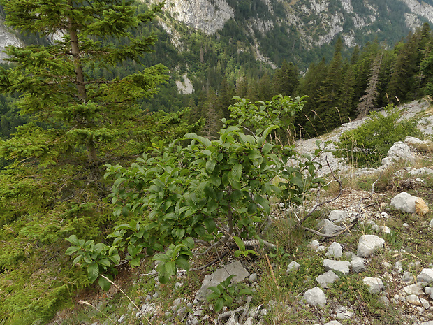 rešetliak  Rhamnus alpina subsp. Fallax Boiss