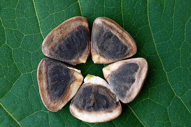 vlkovec obyčajný Aristolochia clematitis L.