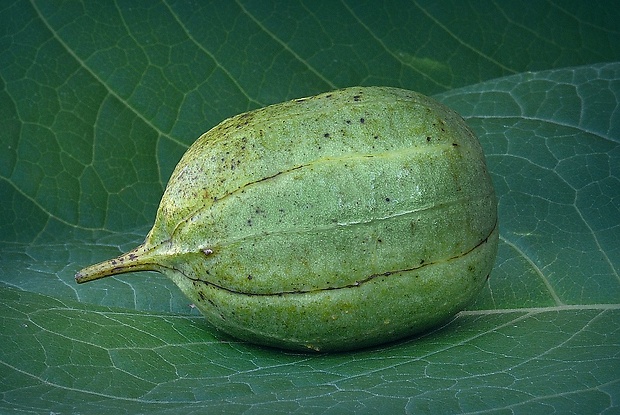 vlkovec obyčajný Aristolochia clematitis L.