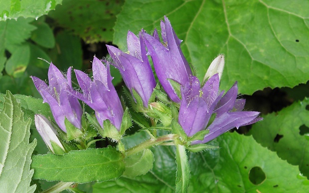 zvonček pŕhľavolistý Campanula trachelium L.