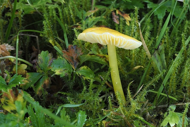 lúčnica citrónovožltá Hygrocybe chlorophana (Fr.) Wünsche