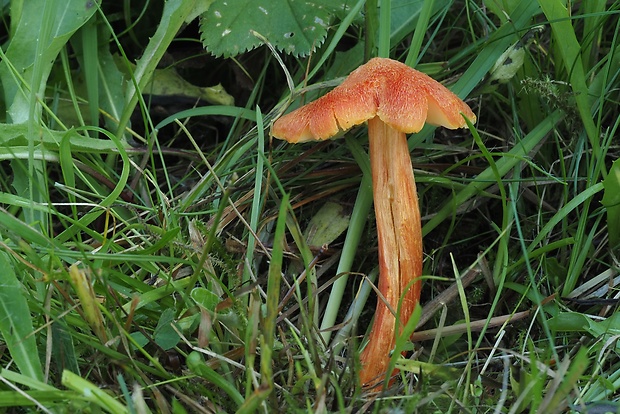 lúčnica ohnivá Hygrocybe intermedia (Pass.) Fayod