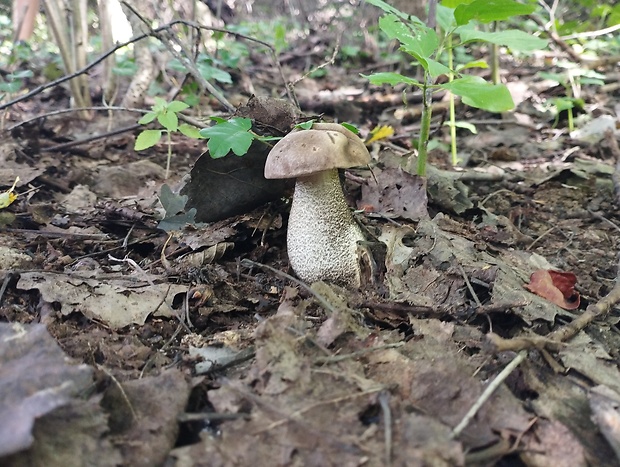 kozák topoľový Leccinum duriusculum (Schulzer ex Kalchbr.) Singer