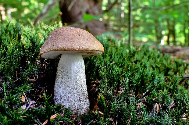 kozák brezový Leccinum scabrum (Bull.) Gray