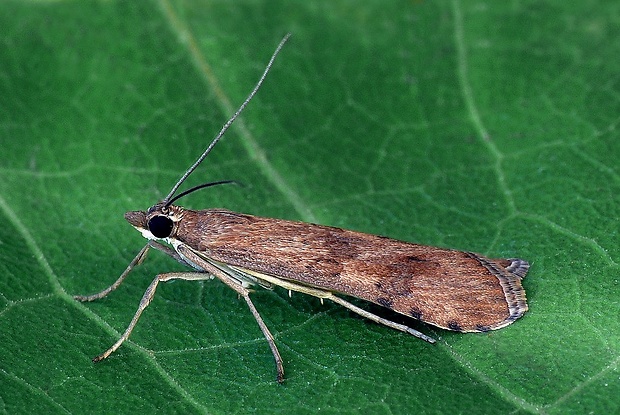 vijačka sťahovavá (sk) / zavíječ stěhovavý (cz) Nomophila noctuella (Denis & Schiffermüller, 1775)