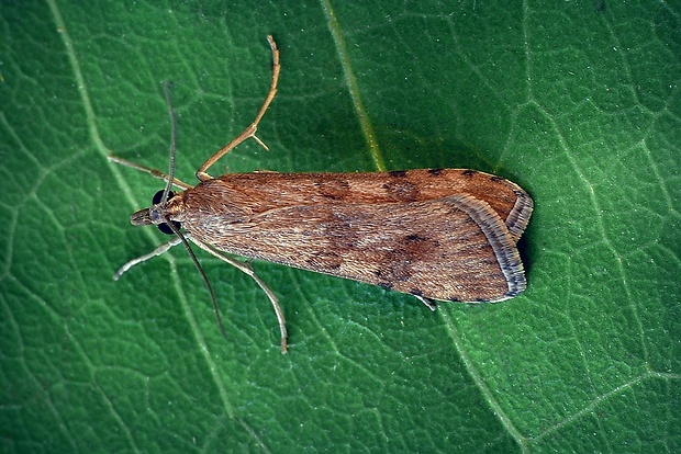 vijačka sťahovavá (sk) / zavíječ stěhovavý (cz) Nomophila noctuella (Denis & Schiffermüller, 1775)