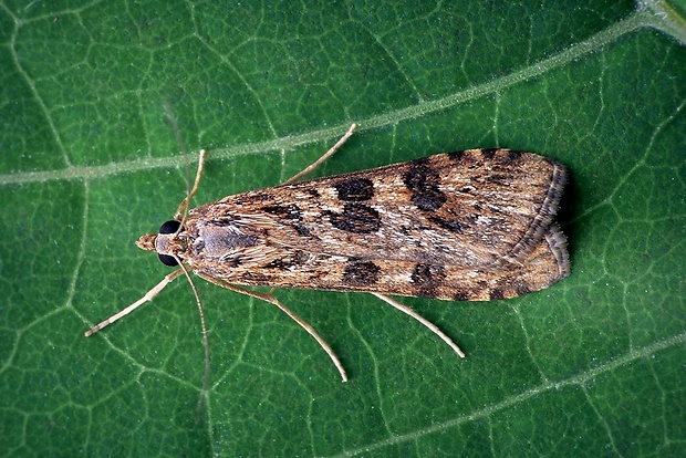 vijačka sťahovavá (sk) / zavíječ stěhovavý (cz) Nomophila noctuella (Denis & Schiffermüller, 1775)