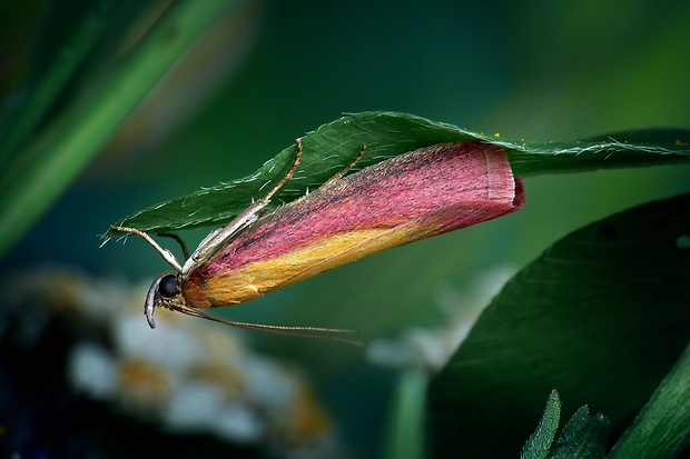 vijačka lucernová (sk) / zavíječ červenožlutý (cz) Oncocera semirubella (Scopoli, 1763)