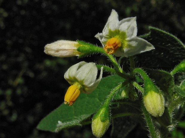 ľuľok čierny vlnatý Solanum nigrum subsp. schultesii (Opiz) Wessely