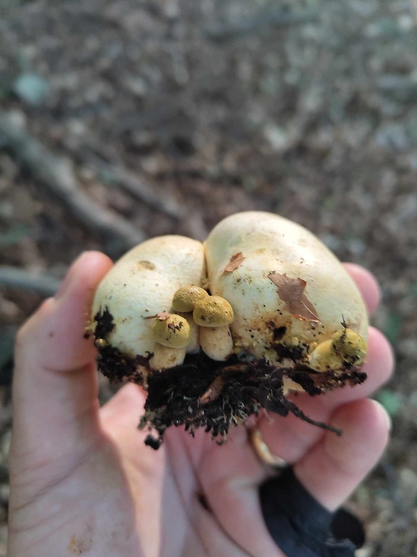 suchohríb cudzopasný Pseudoboletus parasiticus (Bull.) Šutara