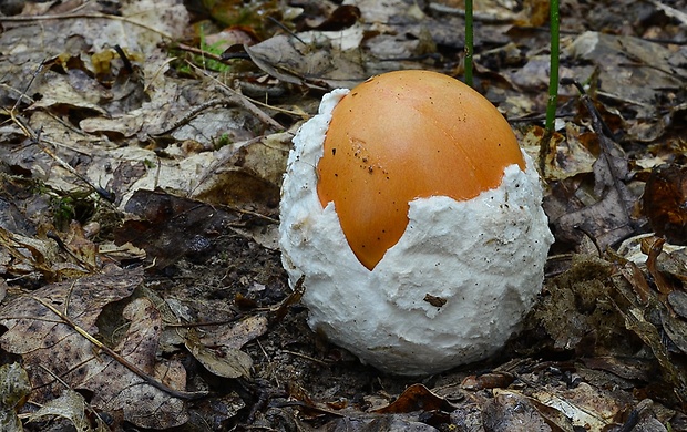 muchotrávka cisárska Amanita caesarea (Scop.) Pers.