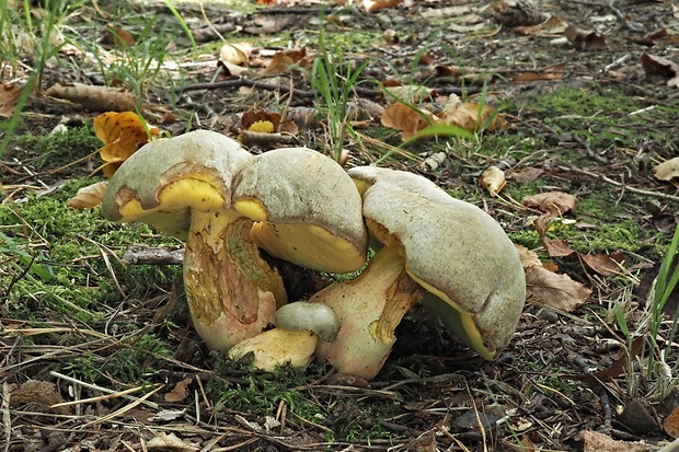 hríb striebristý Butyriboletus fechtneri (Velen.) D. Arora & J.L. Frank