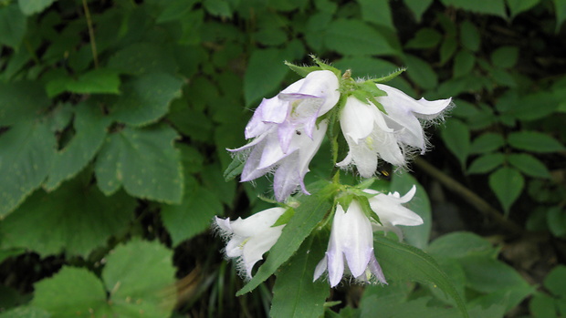 zvonček pŕhľavolistý Campanula trachelium L.