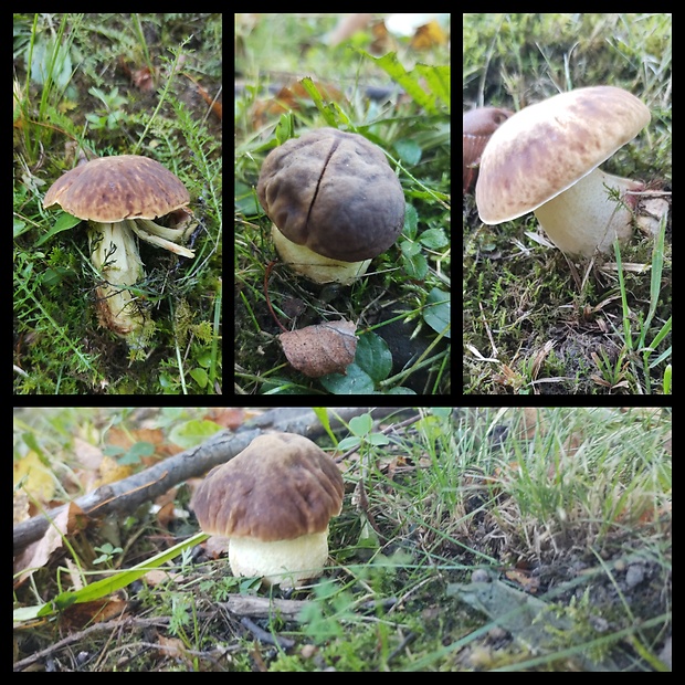 hríb jamkatý? Hemileccinum depilatum (Redeuilh) Šutara