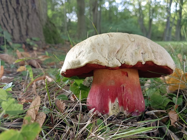 hríb satanský Rubroboletus satanas f. satanas (Lenz) Kuan Zhao & Zhu L. Yang