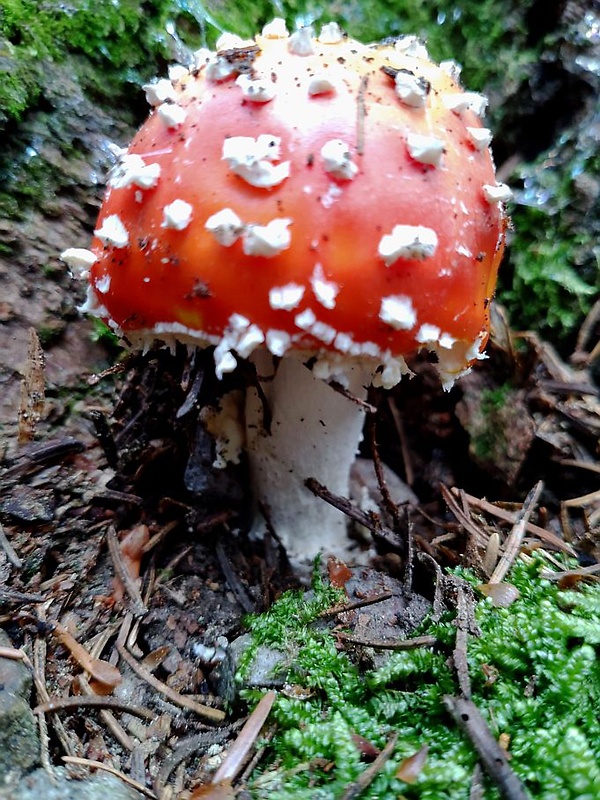 muchotrávka červená Amanita muscaria (L.) Lam.