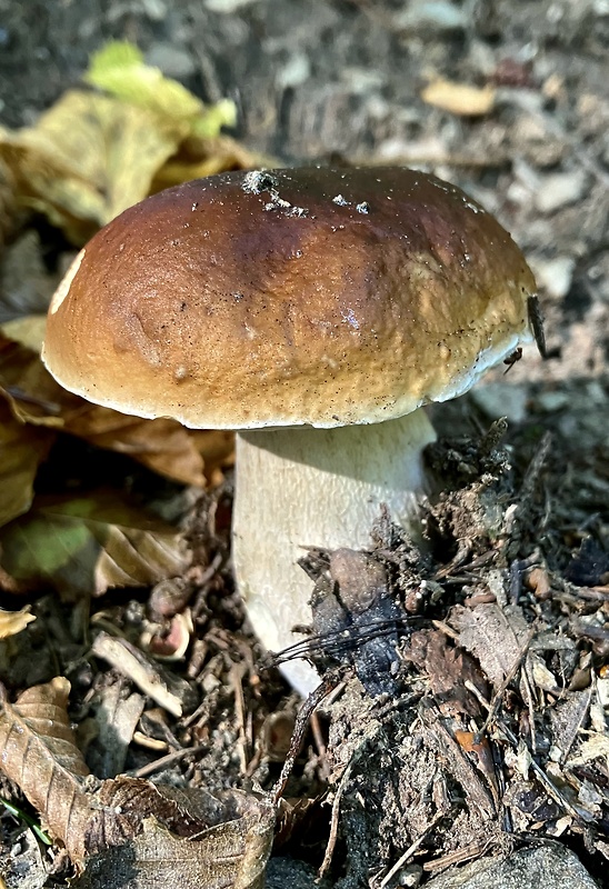 hríb smrekový Boletus edulis Bull.