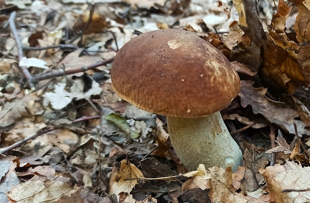 hríb dubový Boletus reticulatus Schaeff.