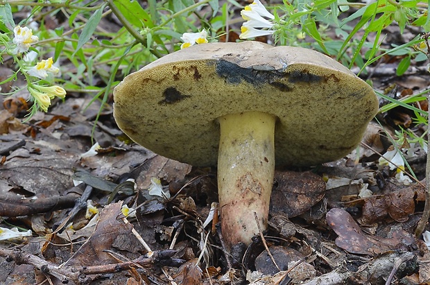 hríb Boletus sp.