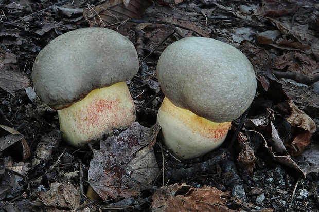 hríb striebristý Butyriboletus fechtneri (Velen.) D. Arora & J.L. Frank