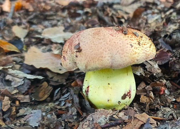 hríb kráľovský Butyriboletus regius (Krombh.) D. Arora & J.L. Frank