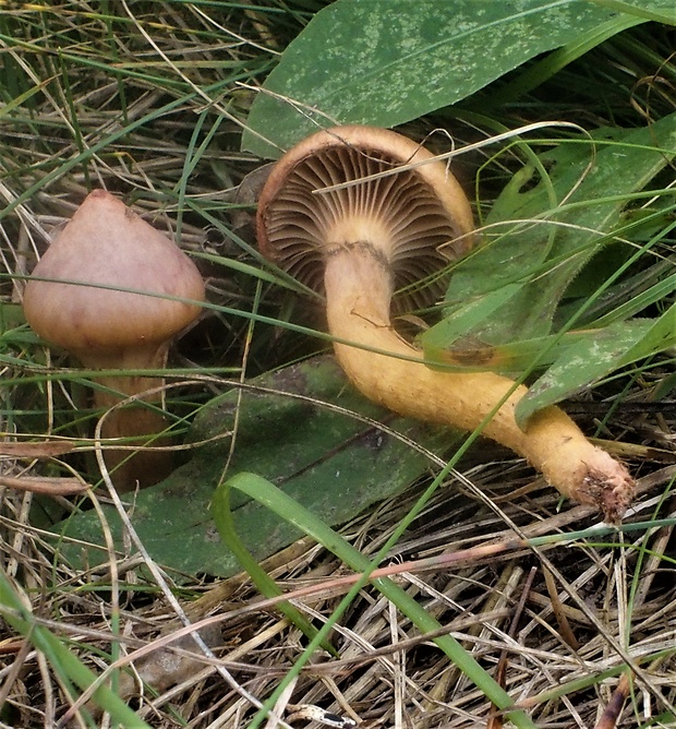 sliziak sp. CHroogomphus sp. (Schulzer ex Kalchbr.) Singer