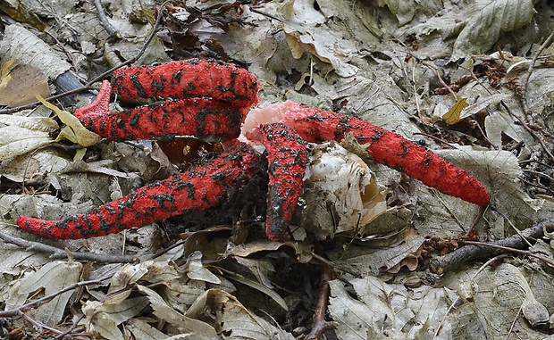 mrežovka kvetovitá Clathrus archeri (Berk.) Dring