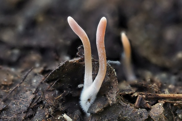 kyjačik Clavaria sp.