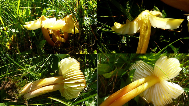 lúčnica sírovožltá Hygrocybe citrinovirens (J.E. Lange) Jul. Schäff.