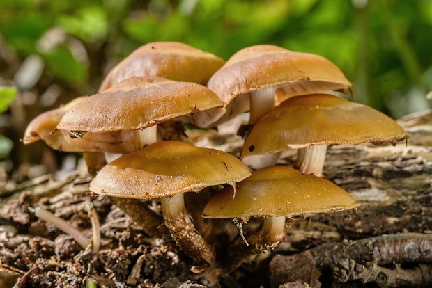 šupinačka menlivá Kuehneromyces mutabilis (Schaeff.) Singer & A.H. Sm.