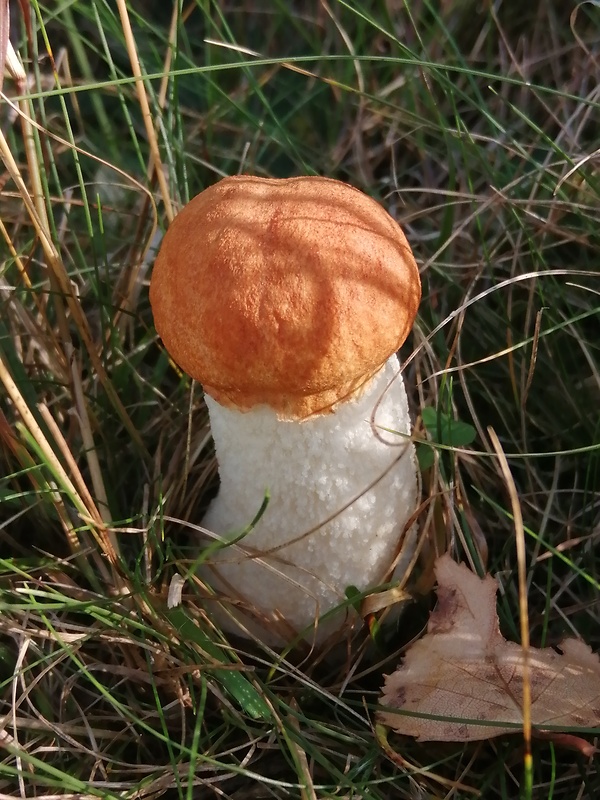 kozák osikový Leccinum albostipitatum den Bakker & Noordel.