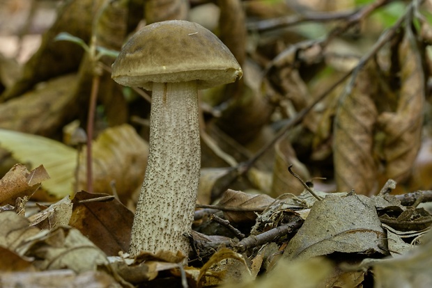 kozák hrabový Leccinum pseudoscabrum (Kallenb.) Šutara