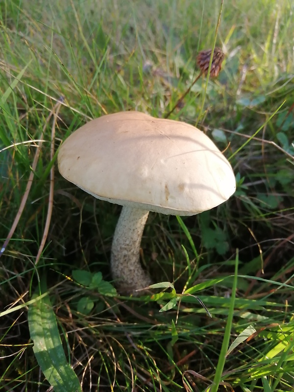 kozák brezový Leccinum scabrum (Bull.) Gray