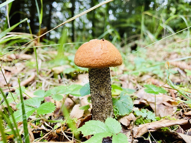 kozák žltooranžový Leccinum versipelle (Fr. & Hök) Snell