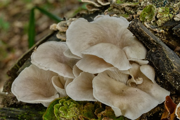 hliva Pleurotus sp.