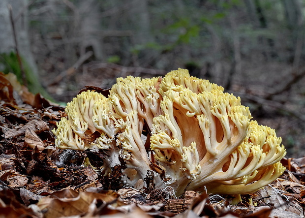 strapačka Ramaria sp.