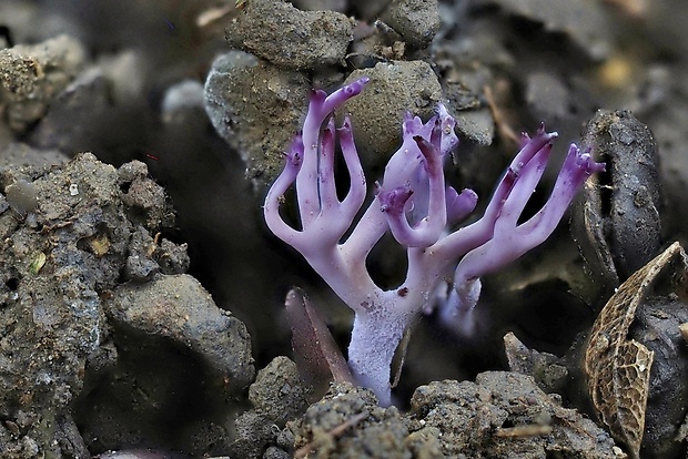 pastrapačka fialová Ramariopsis pulchella (Boud.) Corner