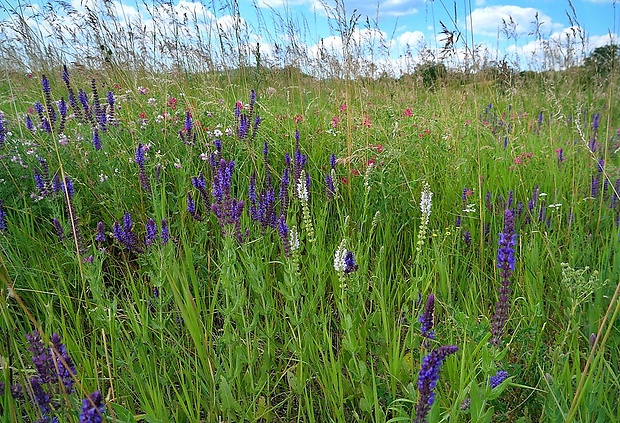 šalvia hájna Salvia nemorosa L.