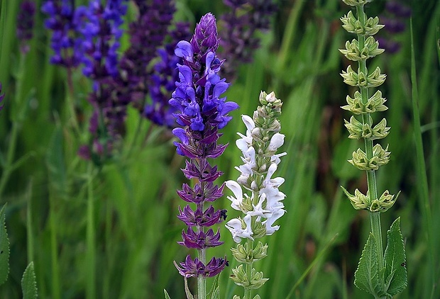 šalvia hájna Salvia nemorosa L.