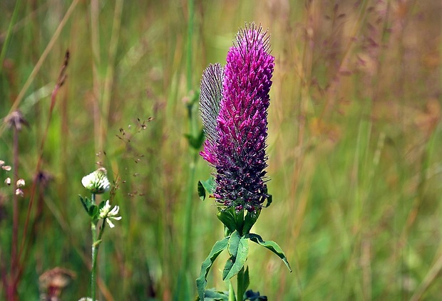 ďatelina červenastá Trifolium rubens L.