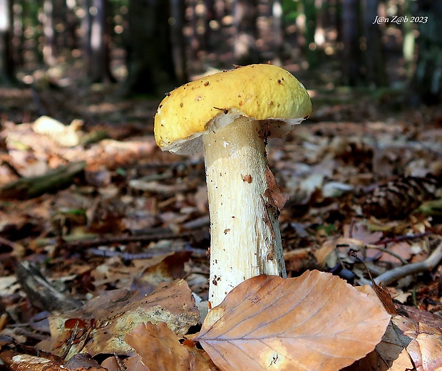 hríb smrekový citrónový Boletus edulis f. citrinus